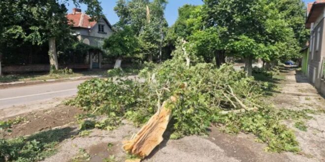 Вятър, дъжд и градушка в Сливенско: Паднали дървета блокираха улици и тротоари
