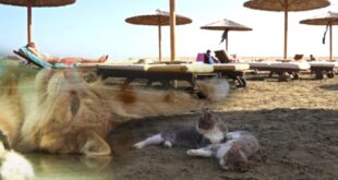 Островът на смъртта: Открити са хиляди мъртви котки