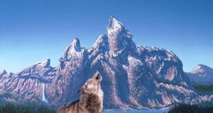 Подсъзнателен тест: Броят на вълците, които виждате на тази снимка, разкрива много за вас и вашия възглед за живота