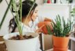 Чудотворен трик за възстановяване на сухи стайни растения: Евтин разтвор с 2 съставки връща живот на умиращите цветя