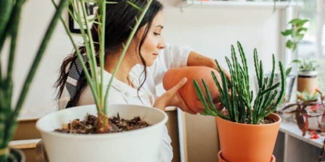 Чудотворен трик за възстановяване на сухи стайни растения: Евтин разтвор с 2 съставки връща живот на умиращите цветя