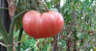 Изчезва ли розовият домат заради климатичните промени