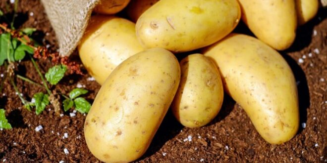 Ако видите този цвят на картоф, не го яжте - опасни картофи