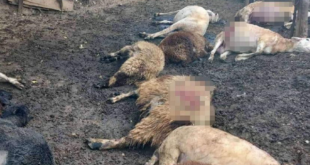 Вълци убиха 17 овце и раниха тежко четири 