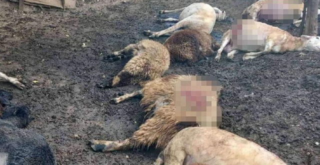 Вълци убиха 17 овце и раниха тежко четири 