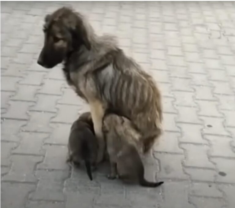 Мършавата кучка отчаяно се нуждае от помощ - когато герой спасява кученцата, тя показва своята благодарност