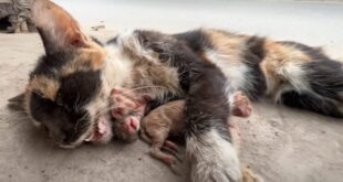 Прегазена котка с малки намерени в безсъзнание - любител на животни показва как любовта може да прави чудеса